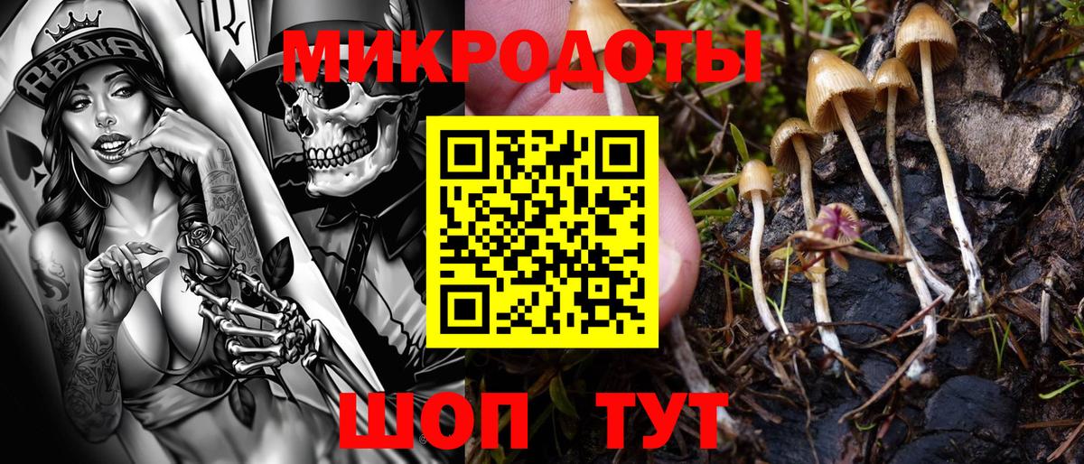 Галлюциногенные грибы Psilocybine cubensis Нововоронеж